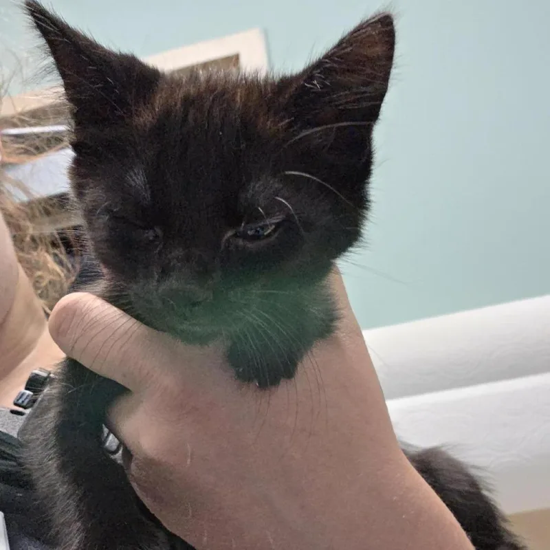 A baby small-sized female Black Domestic Medium Hair cat named Mayven for adoption in Tacoma, WA