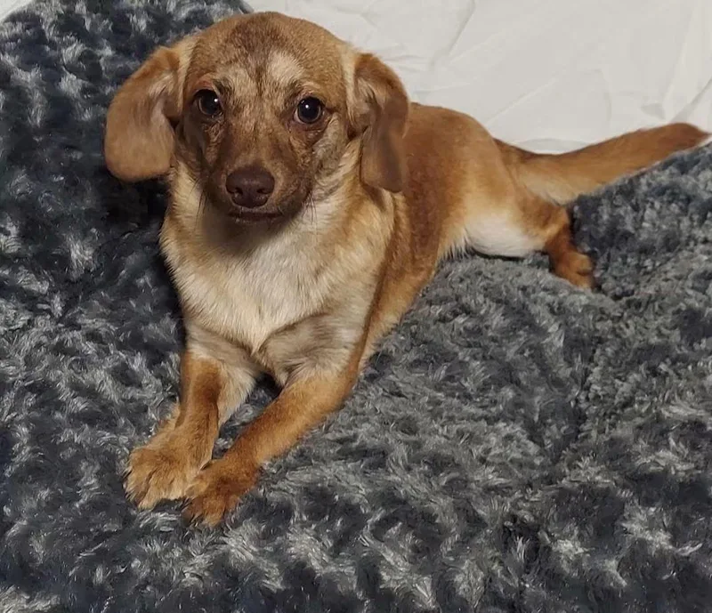 A young small-sized male Terrier dog named Maximilian for adoption in Oakland, CA