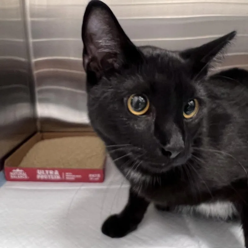 An adult large-sized male Black Domestic Short Hair cat named Toothless for adoption in Clearwater, FL