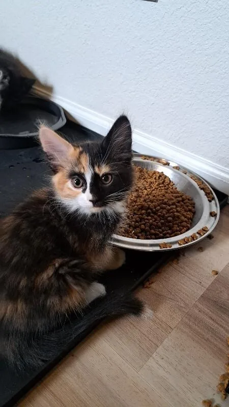 A young medium-sized female Calico Domestic Medium Hair cat named Toffee Baby for adoption in Fort Collins, CO