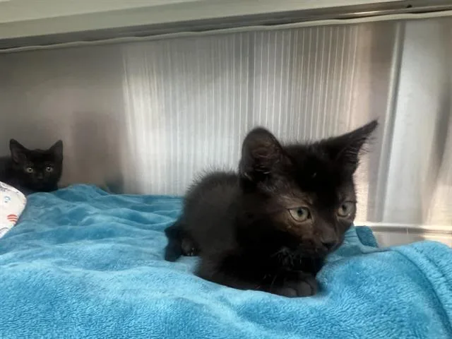 A baby small-sized female Domestic Short Hair cat named Fairy for adoption in Tustin, CA