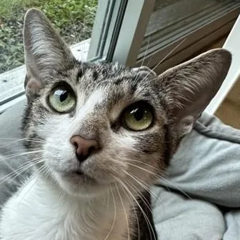A young large-sized female Tabby (Brown / Chocolate) Domestic Short Hair cat named Zabbie for adoption in Ithaca, NY