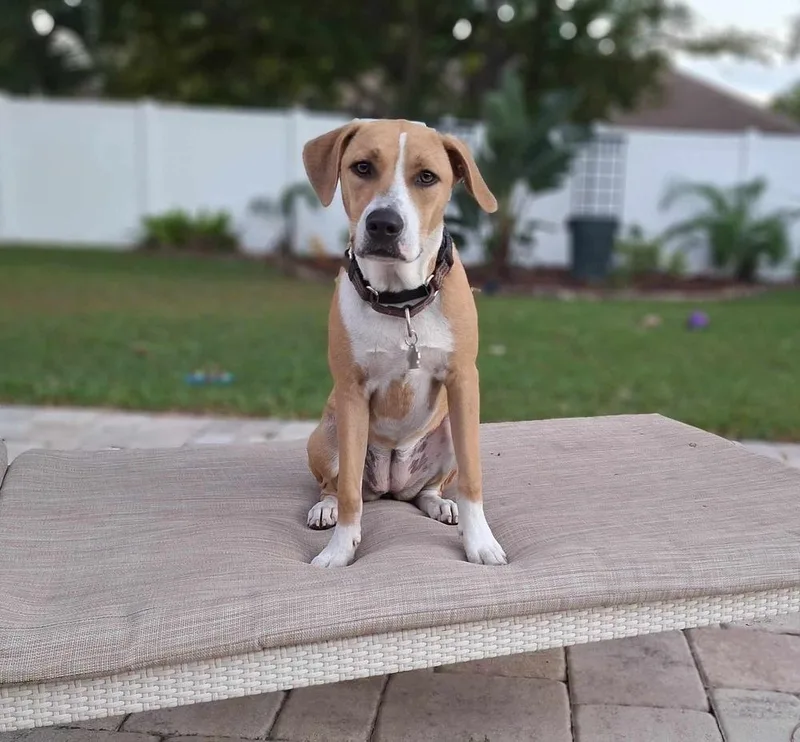 An adult large-sized female Mixed Breed dog named Poppy for adoption in Orlando, FL
