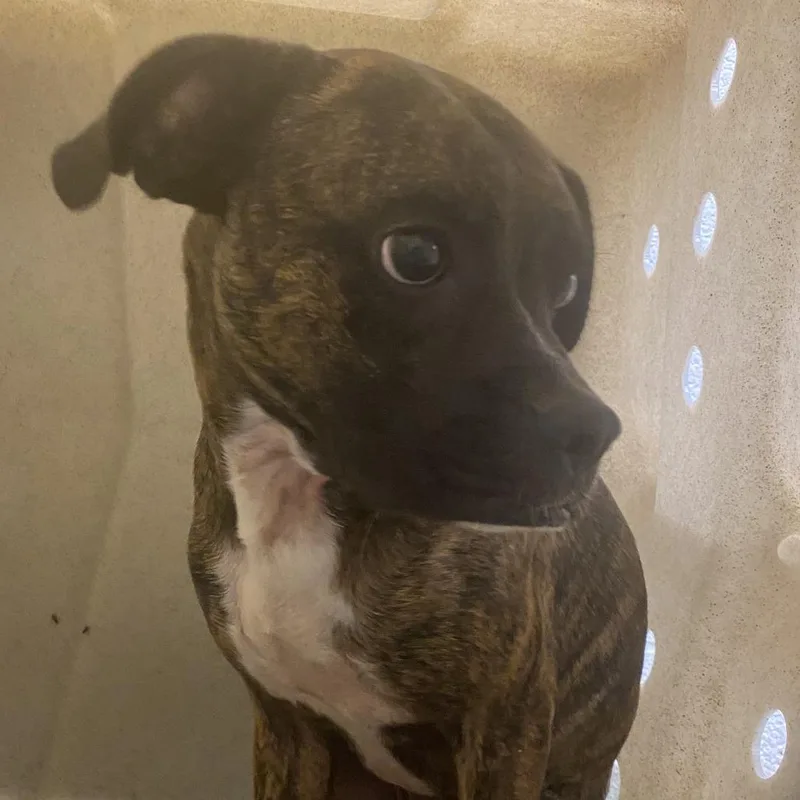 A young medium-sized male Brindle Boxer dog named 72014 for adoption in Harrisonburg, VA