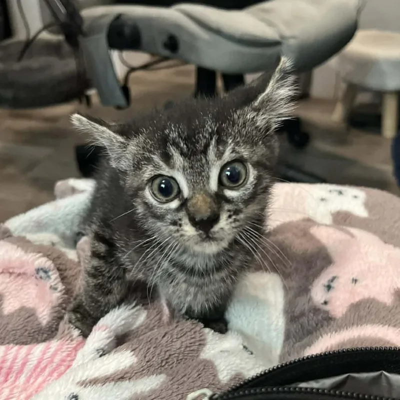 A baby small-sized male Domestic Short Hair cat named Slinky for adoption in Seminole, FL