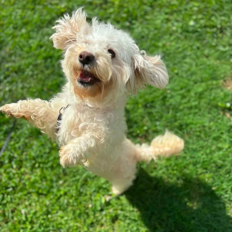 An adult small-sized female White / Cream Mixed Breed dog named Lullaby for adoption in Jarrettsville, MD