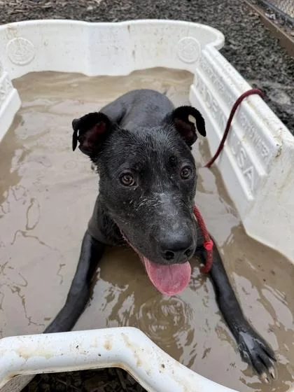 A young medium-sized male Mixed Breed dog named Jesse Jackson for adoption in Atlanta, GA