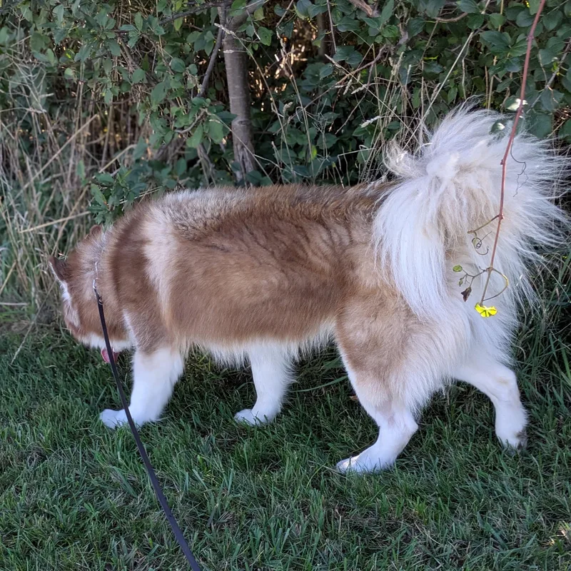 An adult medium-sized male Mixed Breed dog named Bagel for adoption in Syracuse, NY