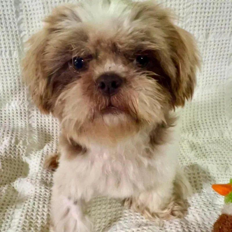 An adult small-sized male Shih Tzu dog named Frank for adoption in Groveland, MA