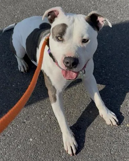 A young medium-sized male American Staffordshire Terrier dog named Tibet for adoption in Seattle, WA