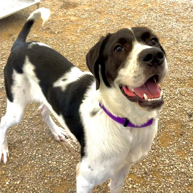 A young large-sized female Great Dane dog named Ruthie for adoption in Columbia Station, OH