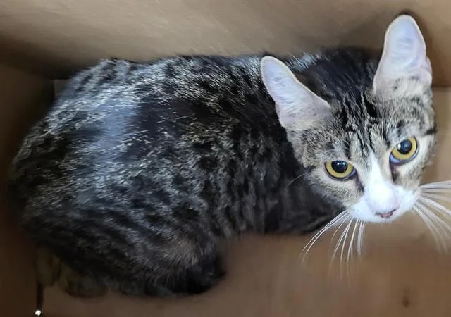 A young medium-sized female Domestic Short Hair cat named 1-7 for adoption in San Antonio, TX