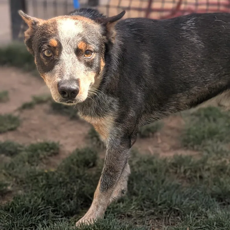 An adult medium-sized male Black Australian Cattle Dog / Blue Heeler dog named Boonie for adoption in Point Richmond, CA