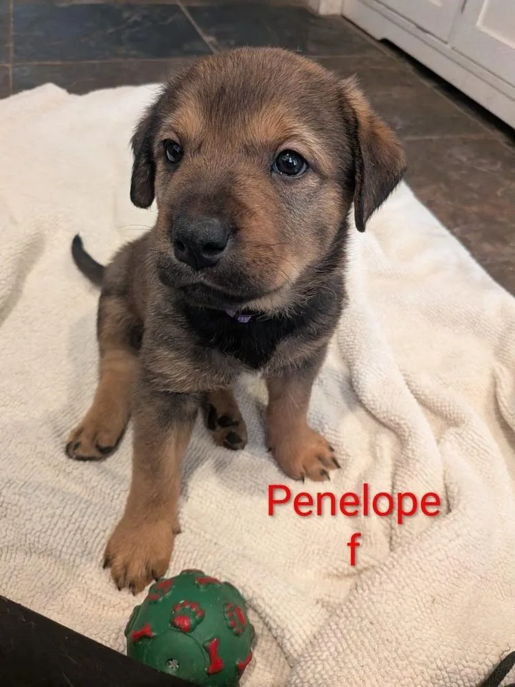 Penelope  Margot