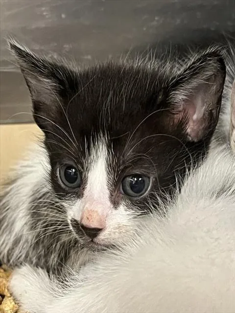 A baby small-sized male Black & White / Tuxedo Domestic Short Hair cat named Essays for adoption in Tavares, FL