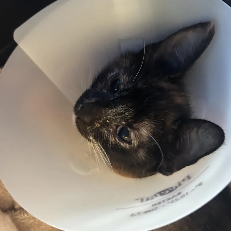 A baby small-sized female Tortoiseshell Domestic Short Hair cat named Pam FKA Priya for adoption in Leander, TX