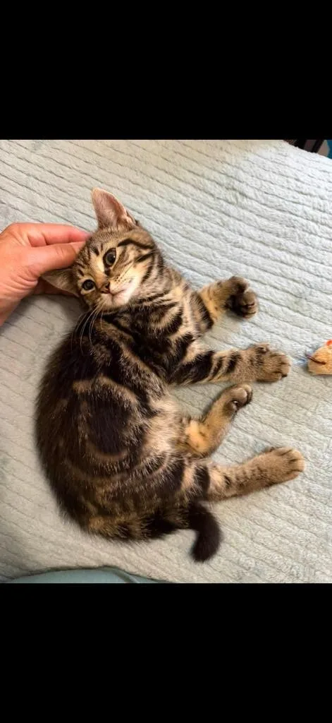 A baby small-sized female Domestic Short Hair cat named Rosalie for adoption in Wintersville, OH
