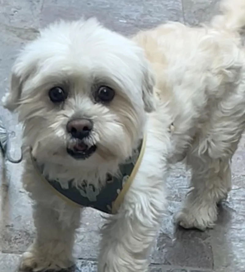 Alfie thumbnail 3