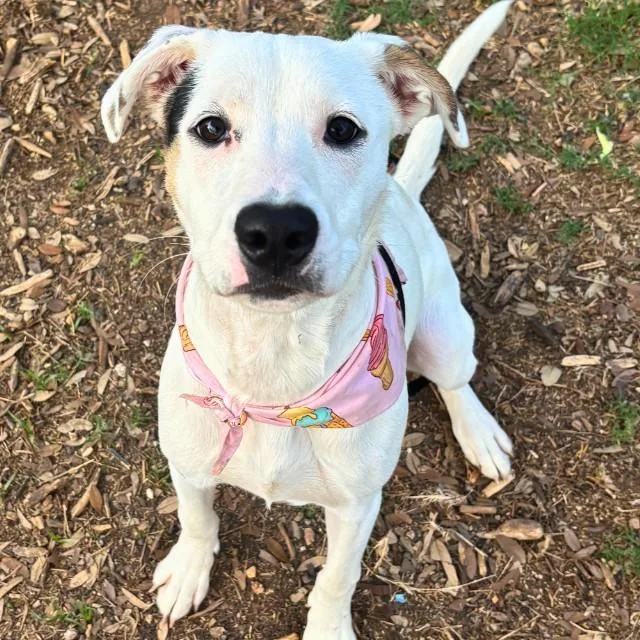 An adult medium-sized female Terrier dog named Cookie for adoption in San Antonio, TX