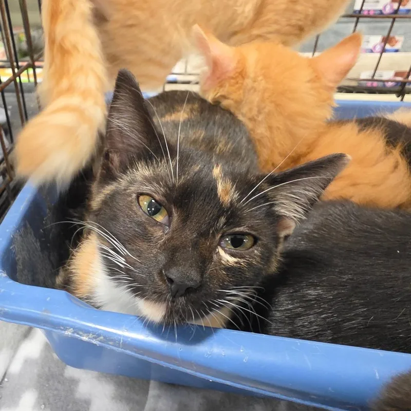 A baby small-sized female Tortoiseshell Domestic Short Hair cat named Chloe for adoption in Melrose, FL