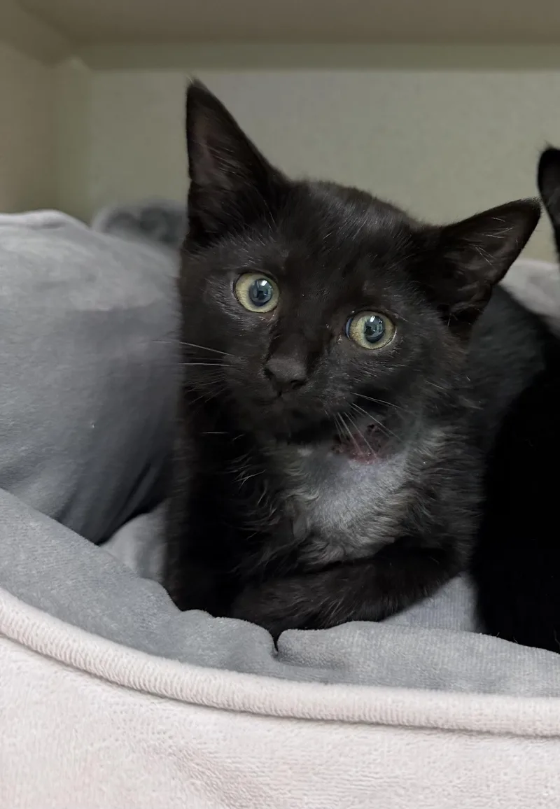 A young medium-sized female Black Domestic Short Hair cat named Cardi B for adoption in Hudson, NY