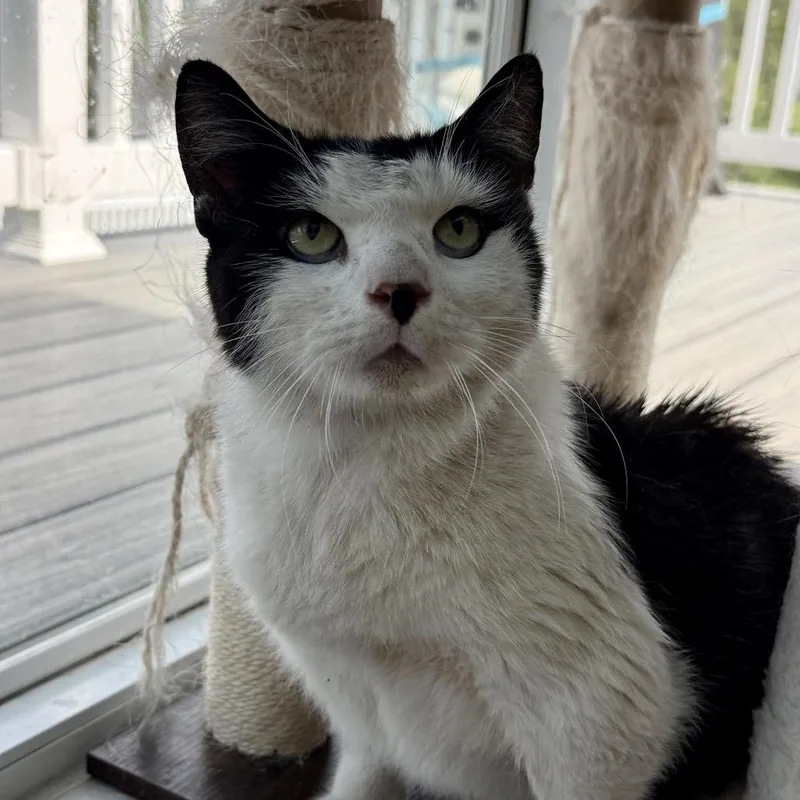 A senior small-sized female Black Domestic Short Hair cat named Mrs. Butterworth for adoption in Woodstock, VA