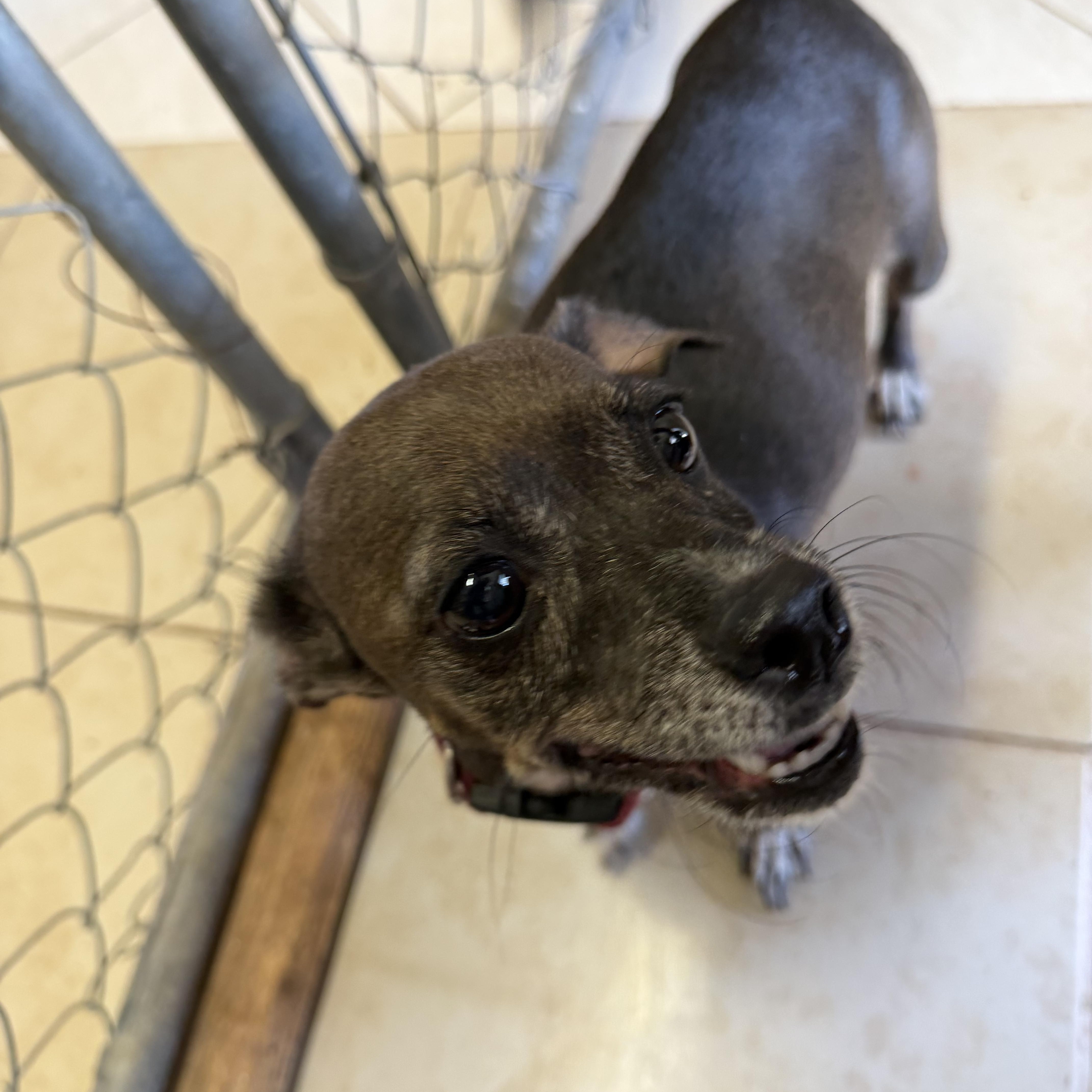 An adult small-sized female Brown / Chocolate Chihuahua dog named Candy for adoption in Deming, NM