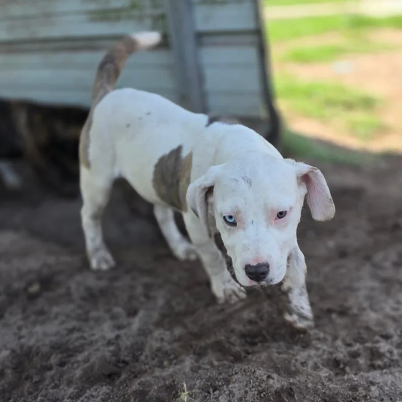 A baby small-sized male White / Cream Mixed Breed dog named Periwinkle for adoption in Hinesville, GA