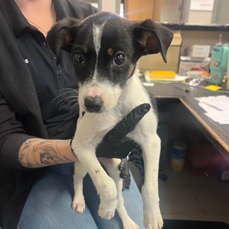 A baby small-sized male White / Cream Rat Terrier dog named Skip for adoption in Lufkin, TX