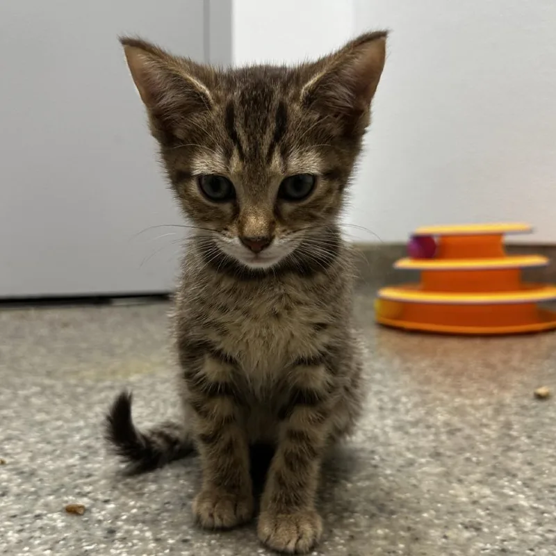 A baby small-sized male Brown / Chocolate Domestic Short Hair cat named Cricket for adoption in Blue Ridge, GA