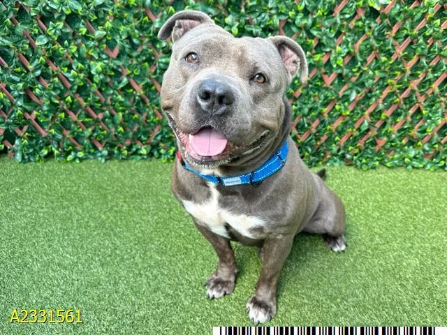 A young medium-sized male Mixed Breed dog named Santos for adoption in West Palm Beach, FL
