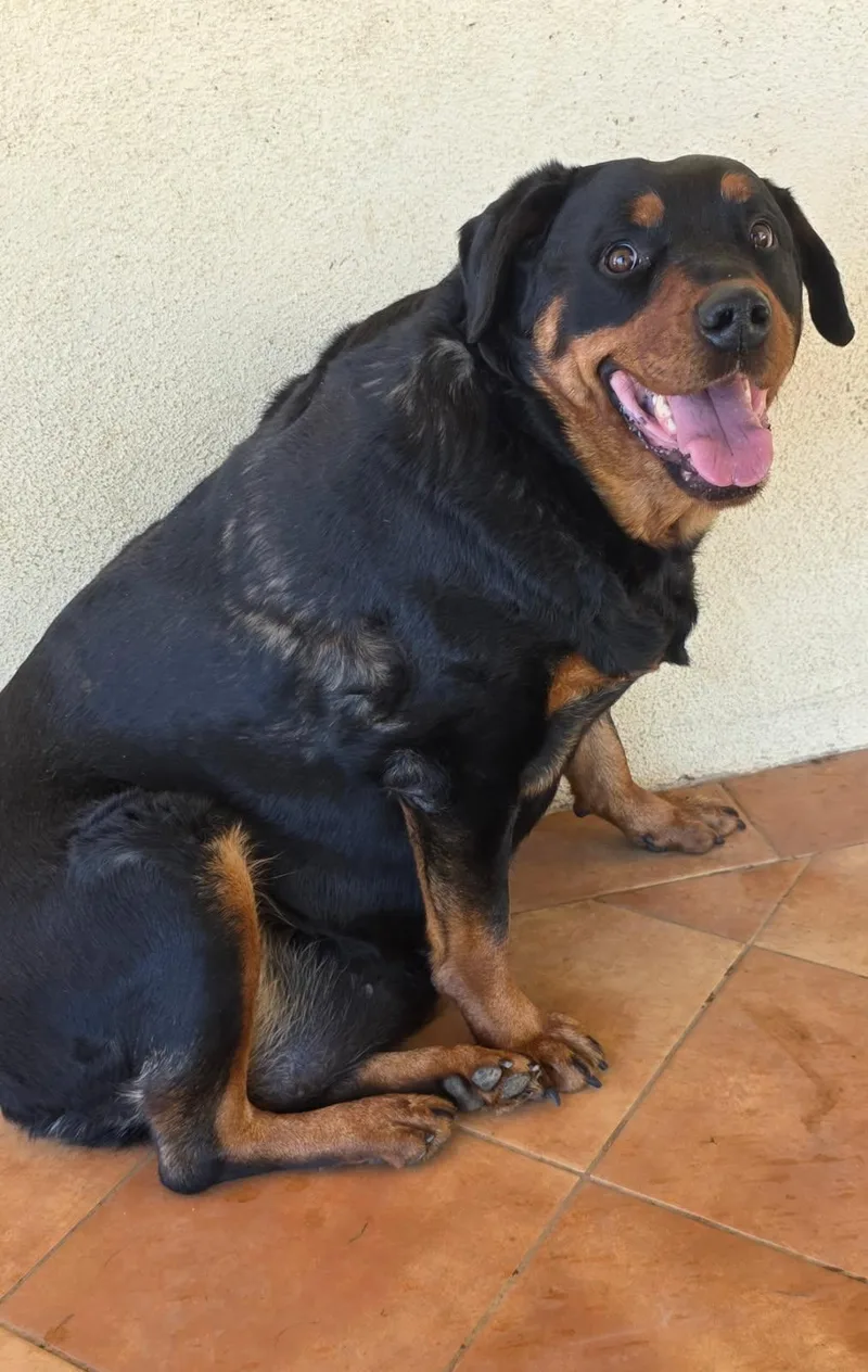 A young large-sized female Bicolor Rottweiler dog named Petunia for adoption in Ramona, CA