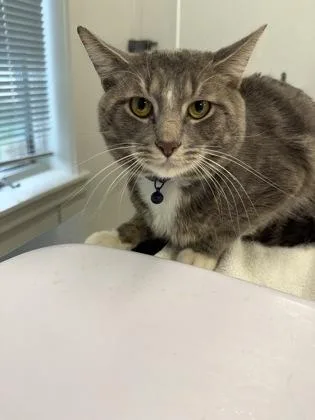 An adult large-sized male Domestic Short Hair cat named Saturn for adoption in Lafayette, IN