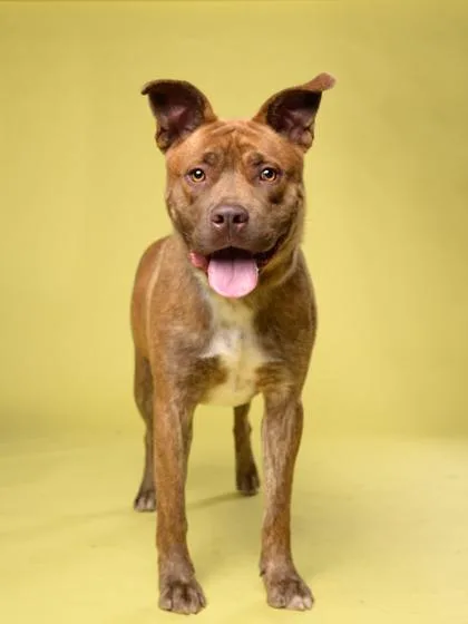 An adult large-sized male Mixed Breed dog named Woody for adoption in Atlanta, GA