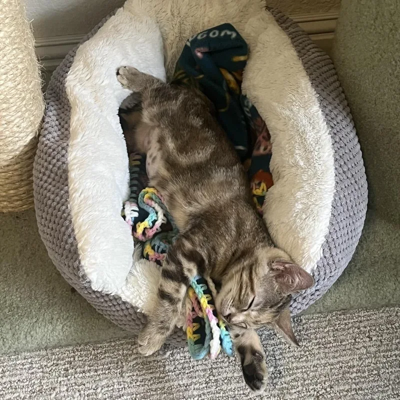 A baby small-sized female Brown / Chocolate Domestic Short Hair cat named Caliente for adoption in Pleasant Hill, CA