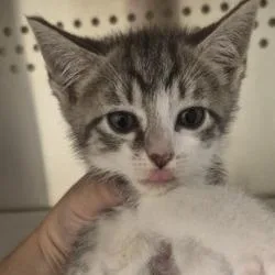A baby small-sized male Gray / Blue / Silver Domestic Short Hair cat named Bw for adoption in Norman, OK