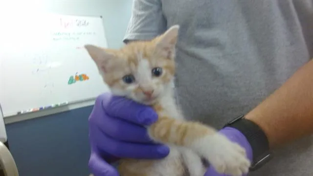 A baby small-sized male Domestic Short Hair cat named Morty for adoption in Miami, FL