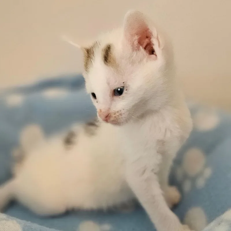 A baby small-sized male White Domestic Short Hair cat named Wilder for adoption in Newport, TN