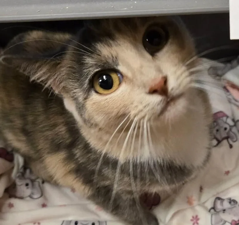 An adult medium-sized female Domestic Short Hair cat named Mama Zoe for adoption in Salinas, CA