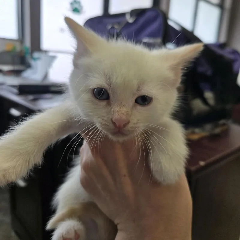 A baby small-sized male White Domestic Short Hair cat named Kit for adoption in Branson, MO