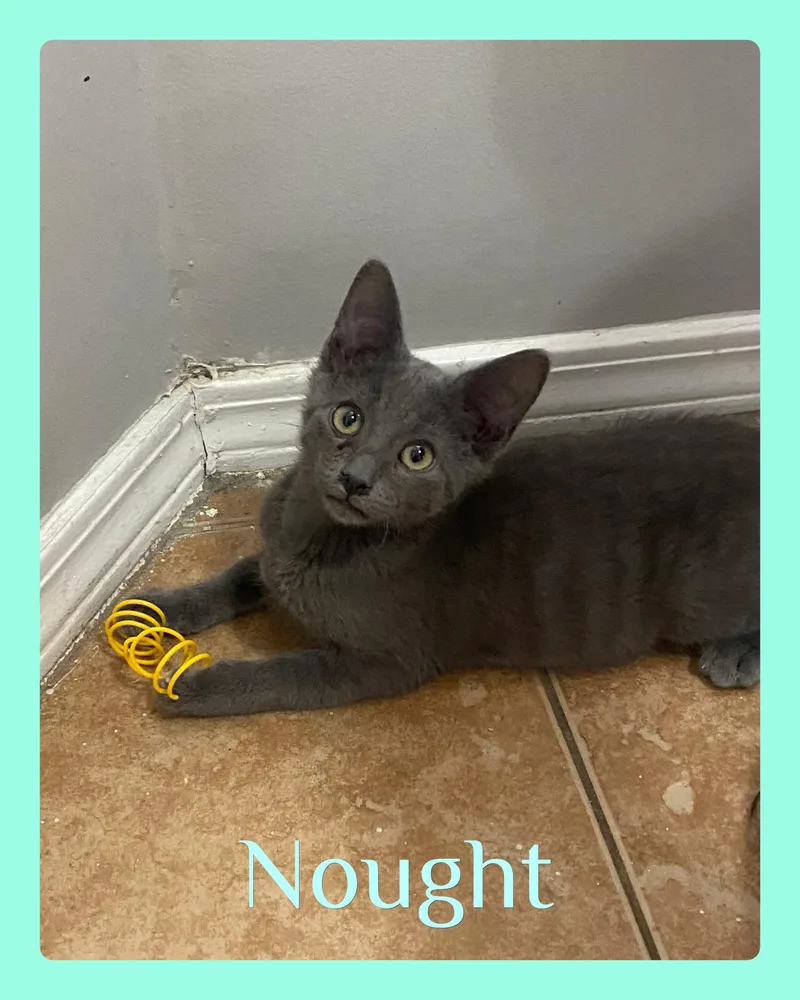 A baby medium-sized male Gray / Blue / Silver Tabby cat named Nought for adoption in Lawton, OK