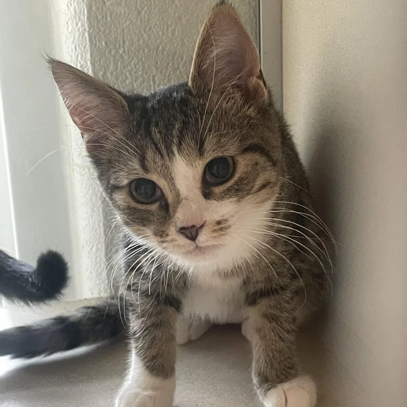 A baby small-sized female Brown / Chocolate Domestic Short Hair cat named Peanut Butter for adoption in Gloucester, VA