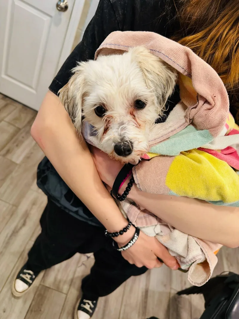 An adult small-sized female White / Cream Havanese dog named Coco for adoption in Rock Hill, NY