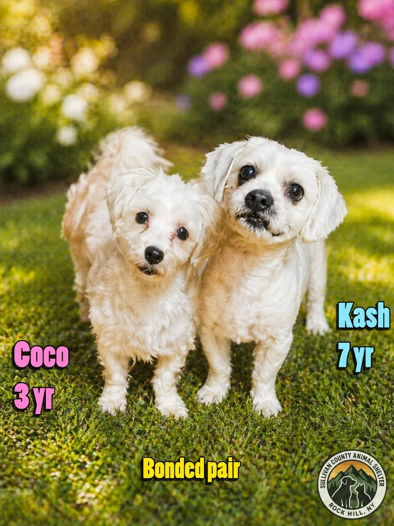 Coco thumbnail 3