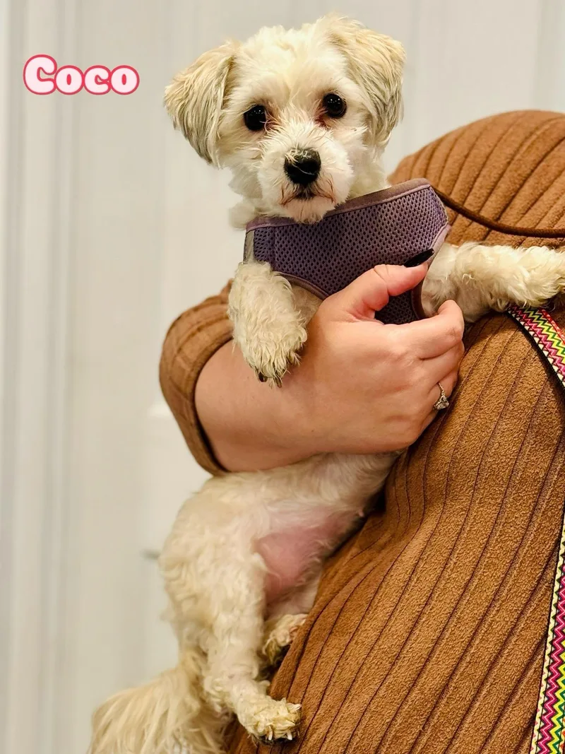 Coco thumbnail 4