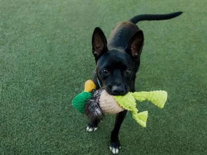 An adult medium-sized male Terrier dog named Tiny Dancer for adoption in Fishers, IN
