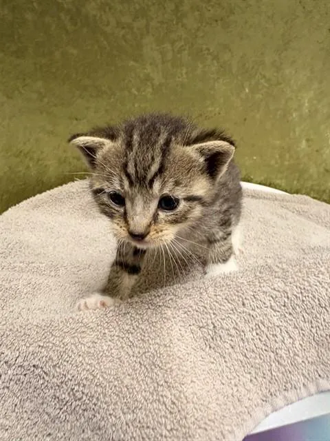 A baby small-sized male Domestic Short Hair cat named Berlioz for adoption in Riverside, CA