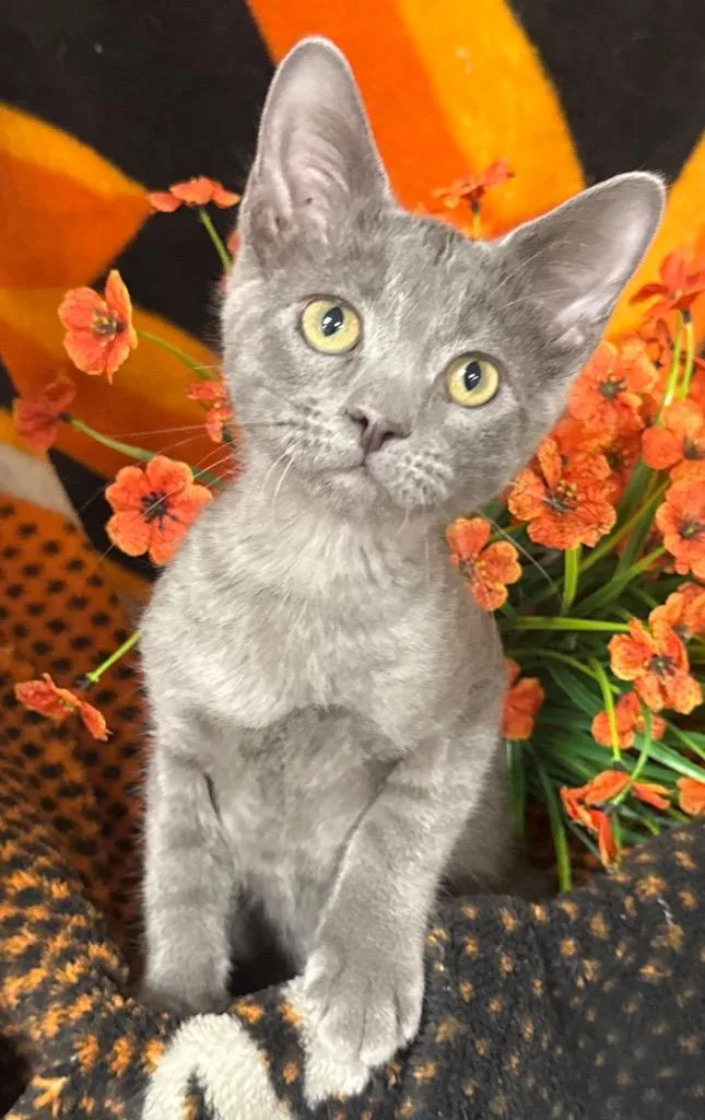 A baby small-sized male Domestic Short Hair cat named Ares for adoption in Stillwater, OK