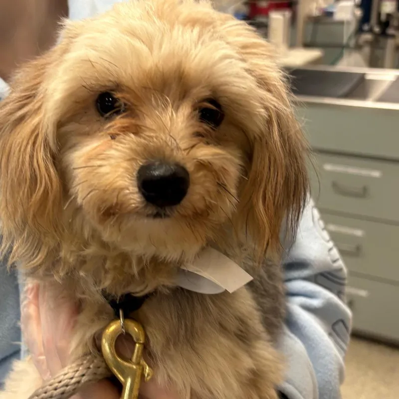 A young small-sized male Gray / Blue / Silver Mixed Breed dog named Julien for adoption in Jacksonville, FL