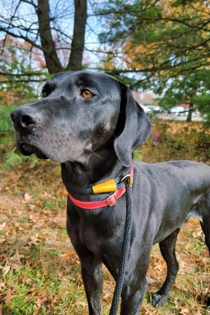 An adult extra large-sized male Labrador Retriever dog named Robin for adoption in Cincinnati, OH